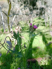 Carduus tenuiflorus