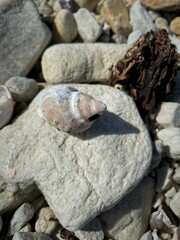 Mollusca