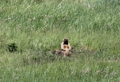 Marmota bobak