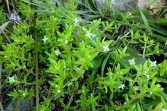 Crassula helmsii