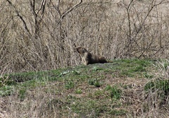 Marmota bobak
