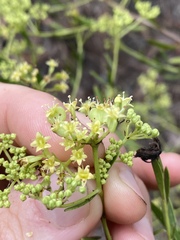 Platysace valida