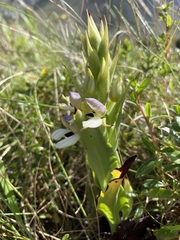 Disa cornuta