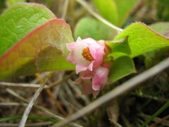 Vaccinium praestans