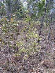 Platysace valida