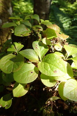 Vaccinium praestans