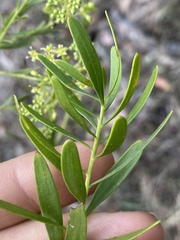 Platysace valida