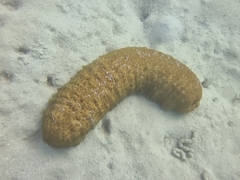 Stichopus herrmanni