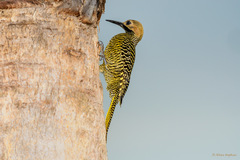 Colaptes fernandinae