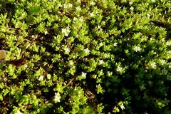 Crassula helmsii