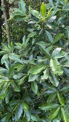 Machilus japonica