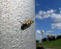 Mystacides longicornis