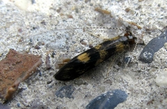 Mystacides longicornis