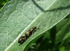 Mystacides longicornis