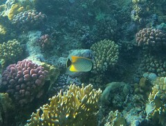 Chaetodon trifascialis