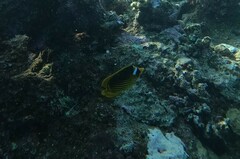 Chaetodon fasciatus