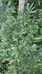 Cinnamomum osmophloeum