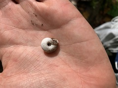 Euomphalia strigella