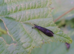 Mystacides azureus