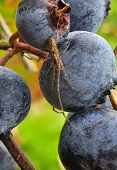 Tetragnatha laboriosa