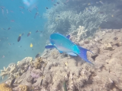 Chlorurus microrhinos