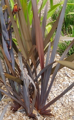 Phormium tenax
