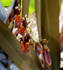 Phormium tenax