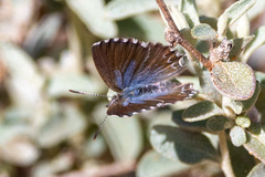 Theclinesthes serpentata