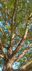 Afrocarpus falcatus