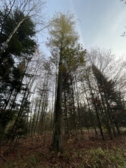 Larix decidua decidua