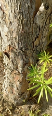 Afrocarpus falcatus