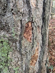 Larix decidua decidua