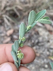 Phyllanthus fuernrohrii