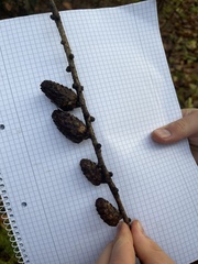 Larix decidua decidua