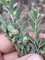 Phyllanthus fuernrohrii