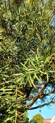 Afrocarpus falcatus
