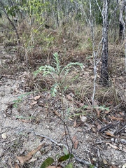 Phyllanthus fuernrohrii