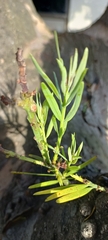Afrocarpus falcatus