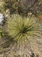 Aciphylla subflabellata