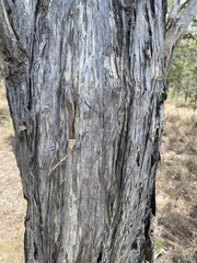 Melaleuca monantha