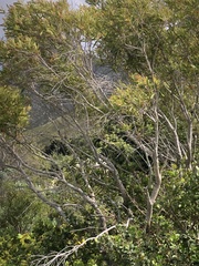 Metrosideros angustifolia