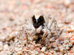 Aelurillus andreevae