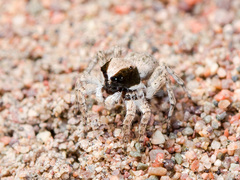 Aelurillus andreevae