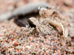 Aelurillus andreevae