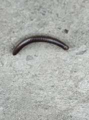 Cylindroiulus caeruleocinctus