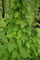 Schisandra chinensis
