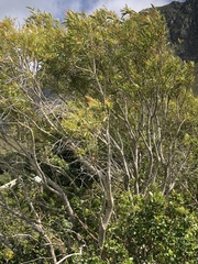 Metrosideros angustifolia