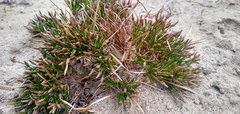 Isolepis ludwigii