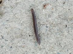 Cylindroiulus caeruleocinctus