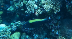 Cetoscarus bicolor